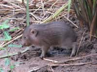 Avec ses 25 cm et ses 9 kg, le cochon pygmée est le plus petit cochon du monde. © Pygmy Hog Conservation Programme